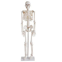 1 x RAW Customer Returns ERWEY skull skeleton model for anatomy lessons skeleton model 45cm - RRP €28.22