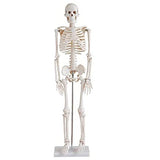 1 x RAW Customer Returns ERWEY skull skeleton model for anatomy lessons skeleton model 45cm - RRP €28.22