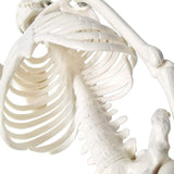 1 x RAW Customer Returns ERWEY skull skeleton model for anatomy lessons skeleton model 45cm - RRP €28.22