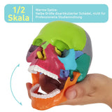 1 x RAW Customer Returns EVOTECH SCIENTIFIC Mini Skull Model, Didactic 15 Pieces Palm Sized Anatomy Skull Model, Exploded Skull, Medical Teaching Learning, Children Learning Education, Skull Puzzle - RRP €35.28