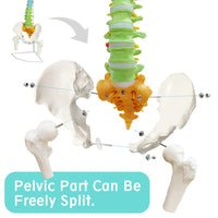 1 x RAW Customer Returns EVOTECH SCIENTIFIC Spine Model, 34.3 87cm Painted Flexible Life Size Spine Model with Stand, Chiropractic with Pelvis, Spine, Nerves and Vertebrae, Anatomical Spine Model - RRP €99.99