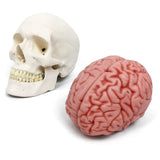 1 x RAW Customer Returns Human Skull Brain Model, 11-Parts, Life Size, Anatomical Human Head Model with Brain, Human Skull, for Medical Teaching Learning, Students Children Education Display - RRP €97.99