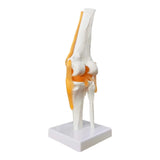 1 x RAW Customer Returns EVOTECH SCIENTIFIC Human Function Knee Joint Model, With Ligament, Life Size For Medical Teaching, Clinic Demonstration, Children Learning Education Display Tool - RRP €32.99