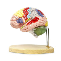 1 x RAW Customer Returns 2022 Newest Human Brain Model For Neuroscience Teaching With Labels 2 Times Life Size Anatomy Model For Science Learning Classroom Study Display Medical Model - RRP €139.99