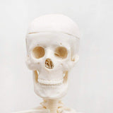 1 x RAW Customer Returns ERWEY skull skeleton model for anatomy lessons skeleton model 45cm - RRP €28.22