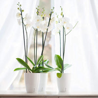 1 x RAW Customer Returns Santino Set of 4 Orchid Pots D 15cm Self-Watering Pot with Wick System and Water Level Indicator for Indoor Use - White - 2L - RRP €32.26