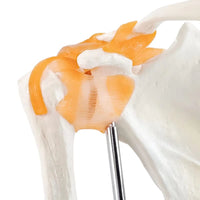 1 x RAW Customer Returns Anatomical shoulder joint model Medical anatomical skeleton, shoulder ligament model of the human body, replica of the Norma shoulder joint for doctor s offices, teaching aid for medical teaching - RRP €33.01