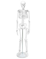 1 x RAW Customer Returns QWORK Skeleton Model, 85 cm, Human Skeleton Anatomical Model, Flexible, For Medical Teaching Display Tool - RRP €46.99