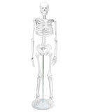 1 x RAW Customer Returns QWORK Skeleton Model, 85 cm, Human Skeleton Anatomical Model, Flexible, For Medical Teaching Display Tool - RRP €46.99