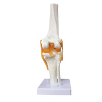 1 x RAW Customer Returns EVOTECH SCIENTIFIC Human Function Knee Joint Model, With Ligament, Life Size For Medical Teaching, Clinic Demonstration, Children Learning Education Display Tool - RRP €32.99