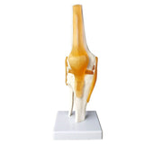 1 x RAW Customer Returns EVOTECH SCIENTIFIC Human Function Knee Joint Model, With Ligament, Life Size For Medical Teaching, Clinic Demonstration, Children Learning Education Display Tool - RRP €32.99