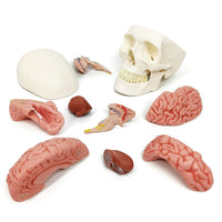 1 x RAW Customer Returns Human Skull Brain Model, 11-Parts, Life Size, Anatomical Human Head Model with Brain, Human Skull, for Medical Teaching Learning, Students Children Education Display - RRP €97.99