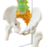 1 x RAW Customer Returns EVOTECH SCIENTIFIC Spine Model, 34.3 87cm Painted Flexible Life Size Spine Model with Stand, Chiropractic with Pelvis, Spine, Nerves and Vertebrae, Anatomical Spine Model - RRP €99.99