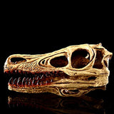 1 x RAW Customer Returns VOANZO Resin Velociraptor Skull Model Replica, Dinosaur Tooth Skull Fossil, Photography Props Teaching Tool Home Ornament - RRP €40.99