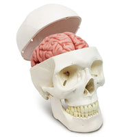 1 x RAW Customer Returns Human Skull Brain Model, 11-Parts, Life Size, Anatomical Human Head Model with Brain, Human Skull, for Medical Teaching Learning, Students Children Education Display - RRP €97.99