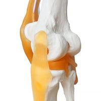 1 x RAW Customer Returns EVOTECH SCIENTIFIC Human Function Knee Joint Model, With Ligament, Life Size For Medical Teaching, Clinic Demonstration, Children Learning Education Display Tool - RRP €32.99