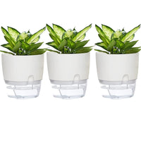 1 x Brand New KOMUNJ set of 3 plastic flower pots, modern plastic plant pots for houseplants, flowers for fresh kitchen herbs white  - RRP €20.4