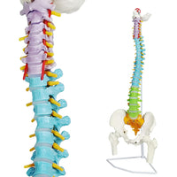 1 x RAW Customer Returns EVOTECH SCIENTIFIC Spine Model, 34.3 87cm Painted Flexible Life Size Spine Model with Stand, Chiropractic with Pelvis, Spine, Nerves and Vertebrae, Anatomical Spine Model - RRP €99.99