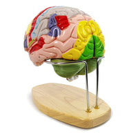 1 x RAW Customer Returns 2022 Newest Human Brain Model For Neuroscience Teaching With Labels 2 Times Life Size Anatomy Model For Science Learning Classroom Study Display Medical Model - RRP €151.25