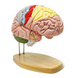 1 x RAW Customer Returns 2022 Newest Human Brain Model For Neuroscience Teaching With Labels 2 Times Life Size Anatomy Model For Science Learning Classroom Study Display Medical Model - RRP €151.25