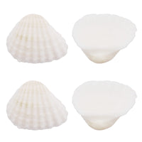 1 x RAW Customer Returns 100pcs Natural Seashells Small White Shells Bulk for Home Decorations Beach Theme Party Candle Making Decor Aquarium Vase Filler Craft DIY - RRP €10.99