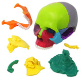 1 x RAW Customer Returns EVOTECH SCIENTIFIC Mini Skull Model, Didactic 15 Pieces Palm Sized Anatomy Skull Model, Exploded Skull, Medical Teaching Learning, Children Learning Education, Skull Puzzle - RRP €35.28