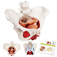 1 x RAW Customer Returns Female Pelvis and Perineum Model with Removable Organs Magnetic Holder, Anatomical Model of Pelvic Floor Muscle Uterus Vagina Ovary, Bladder, Rectum 6-Parts for Teaching Learning Display - RRP €80.65