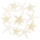 1 x RAW Customer Returns Jangostor 12pcs Starfish 5-15cm Mixed Starfish Natural Shells Starfish Star Fish Shells Decorations Perfect for Wedding Decor Beach Theme Party, Home Decorations, DIY Crafts - RRP €12.99