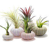 1 x RAW Customer Returns Cocoarm 5 Pack Mini Air Plant Holder with Sea Urchin Shell, Decorative Hanging Air Plant Pot, Cute Tillandsia Succulent Display Container 4 Piece Set  - RRP €14.39