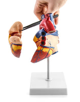 1 x RAW Customer Returns QWORK Scientific Human Heart Model for Anatomy, 2-Part Life Size Heart Models with 34 Anatomical Markings and PVC Base for School Lessons - RRP €25.2