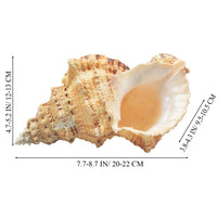 1 x RAW Customer Returns Jangostor Large Natural Conch Shells, 17-20 cm Giant Ocean Clam Jumbo Shells Perfect for Wedding Decor Beach Theme Party, Home Decorations, DIY Crafts, Shell Collector 5  - RRP €23.05