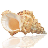 1 x RAW Customer Returns Jangostor Large Natural Conch Shells, 17-20 cm Giant Ocean Clam Jumbo Shells Perfect for Wedding Decor Beach Theme Party, Home Decorations, DIY Crafts, Shell Collector 5  - RRP €23.05