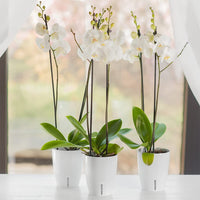 1 x RAW Customer Returns Santino set of 4 orchid pots D 12cm self-watering pot with wick system and water level indicator for indoor use - anthracite - 1.3L - RRP €19.15