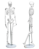 1 x RAW Customer Returns QWORK Skeleton Model, 85cm Human Skeleton Anatomical Model Flexible for Medical Teaching Display Tool - RRP €46.38