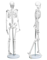 1 x RAW Customer Returns QWORK Skeleton Model, 85 cm, Human Skeleton Anatomical Model, Flexible, For Medical Teaching Display Tool - RRP €46.99