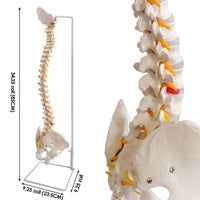 1 x RAW Customer Returns Life Size Flexible Spine Model, 33 inch 85cm Male Anatomical Spine Model with Flexible Spinal Cord, Vertebrae, Nerves, Arteries, Lumbar Spine, Pelvis and Stand - RRP €81.62