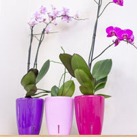 1 x RAW Customer Returns Santino set of 4 orchid pots D 12cm self-watering pot with wick system and water level indicator for indoor use - anthracite - 1.3L - RRP €19.15