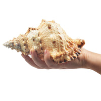 1 x RAW Customer Returns Jangostor Large Natural Conch Shells, 17-20 cm Giant Ocean Clam Jumbo Shells Perfect for Wedding Decor Beach Theme Party, Home Decorations, DIY Crafts, Shell Collector 5  - RRP €23.05