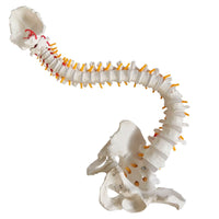 1 x RAW Customer Returns Life Size Flexible Spine Model, 33 inch 85cm Male Anatomical Spine Model with Flexible Spinal Cord, Vertebrae, Nerves, Arteries, Lumbar Spine, Pelvis and Stand - RRP €81.62