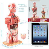 1 x RAW Customer Returns EVOTECH SCIENTIFIC Human Body Model, 17.7 inch 45cm Human Torso Anatomy Model with Heart Head Skull Brain Skeleton Model, Age 4 , Preschool Education Display - RRP €199.99