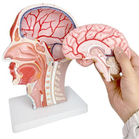 1 x RAW Customer Returns Human Half Head, Superficial Neurovascular Model with Muscles, Life Size Anatomical Head Model, Skull and Brain for Medical Teaching, Learning Tool for Children, Mew - RRP €129.99