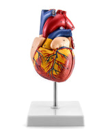 1 x RAW Customer Returns QWORK Scientific Human Heart Model for Anatomy, 2-Part Life Size Heart Models with 34 Anatomical Markings and PVC Base for School Lessons - RRP €25.2