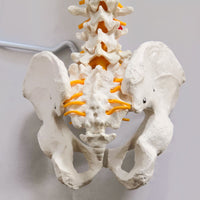 1 x RAW Customer Returns Life Size Flexible Spine Model, 33 inch 85cm Male Anatomical Spine Model with Flexible Spinal Cord, Vertebrae, Nerves, Arteries, Lumbar Spine, Pelvis and Stand - RRP €81.62