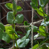 18 x Brand New Jute Netting for Climbing Plants, Vegetables, Runner Beans, Sweet Peas, Biodegradable, Compostable, Natural Netting with 10m Jute Twine for Fixing, Garden Trellis Frame 2mx 5m  - RRP €336.06