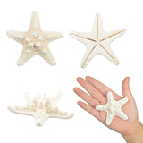 1 x RAW Customer Returns Jangostor 12pcs Starfish 5-15cm Mixed Starfish Natural Shells Starfish Star Fish Shells Decorations Perfect for Wedding Decor Beach Theme Party, Home Decorations, DIY Crafts - RRP €12.99