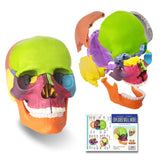 1 x RAW Customer Returns EVOTECH SCIENTIFIC Mini Skull Model, Didactic 15 Pieces Palm Sized Anatomy Skull Model, Exploded Skull, Medical Teaching Learning, Children Learning Education, Skull Puzzle - RRP €35.28