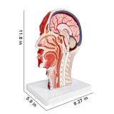 1 x RAW Customer Returns Human Half Head, Superficial Neurovascular Model with Muscles, Life Size Anatomical Head Model, Skull and Brain for Medical Teaching, Learning Tool for Children, Mew - RRP €129.99