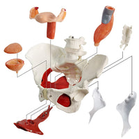 1 x RAW Customer Returns Female Pelvis and Perineum Model with Removable Organs Magnetic Holder, Anatomical Model of Pelvic Floor Muscle Uterus Vagina Ovary, Bladder, Rectum 6-Parts for Teaching Learning Display - RRP €80.65