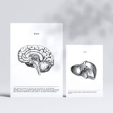 1 x RAW Customer Returns Nacnic set of 6 posters of internal organs. Collection of panels with aesthetic collage for interior decoration. Sizes A3 and A4. Frameless - RRP €25.9