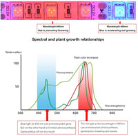 1 x RAW Customer Returns Tesfish LED Plant Grow Strip Light DC 12V IP65 Waterproof Full Spectrum SMD 5050 Red Blue 3 1 String Light for Aquarium Greenhouse Plants - RRP €18.99